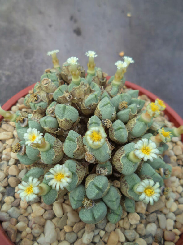 Conophytum quaesitum