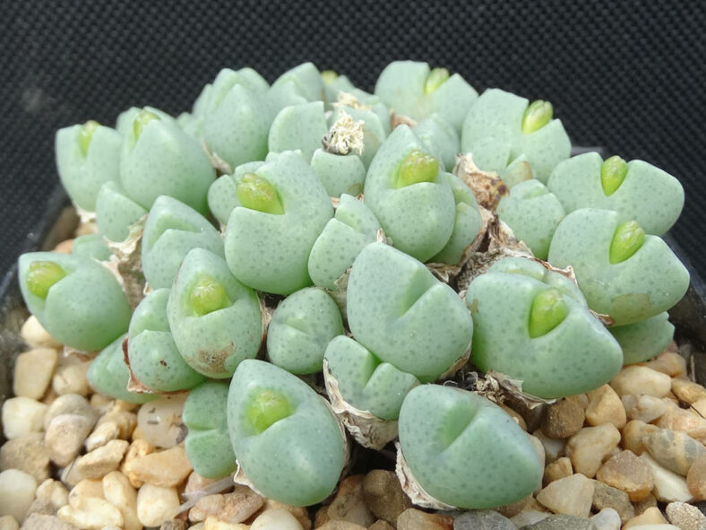 Conophytum quaesitum