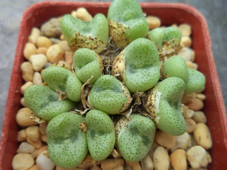 Conophytum schlechteri