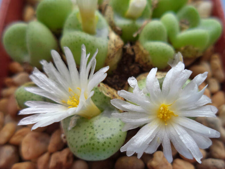 Conophytum schlechteri