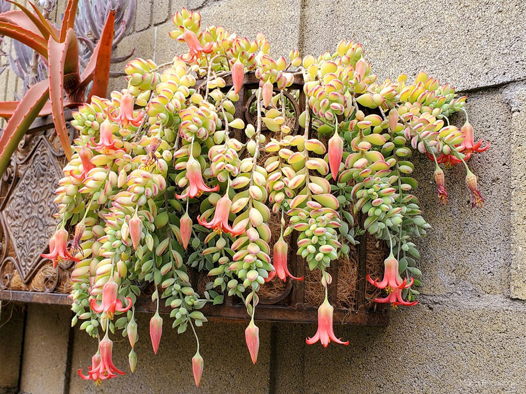 Cotyledon pendens (Cliff Cotyledon) in bloom