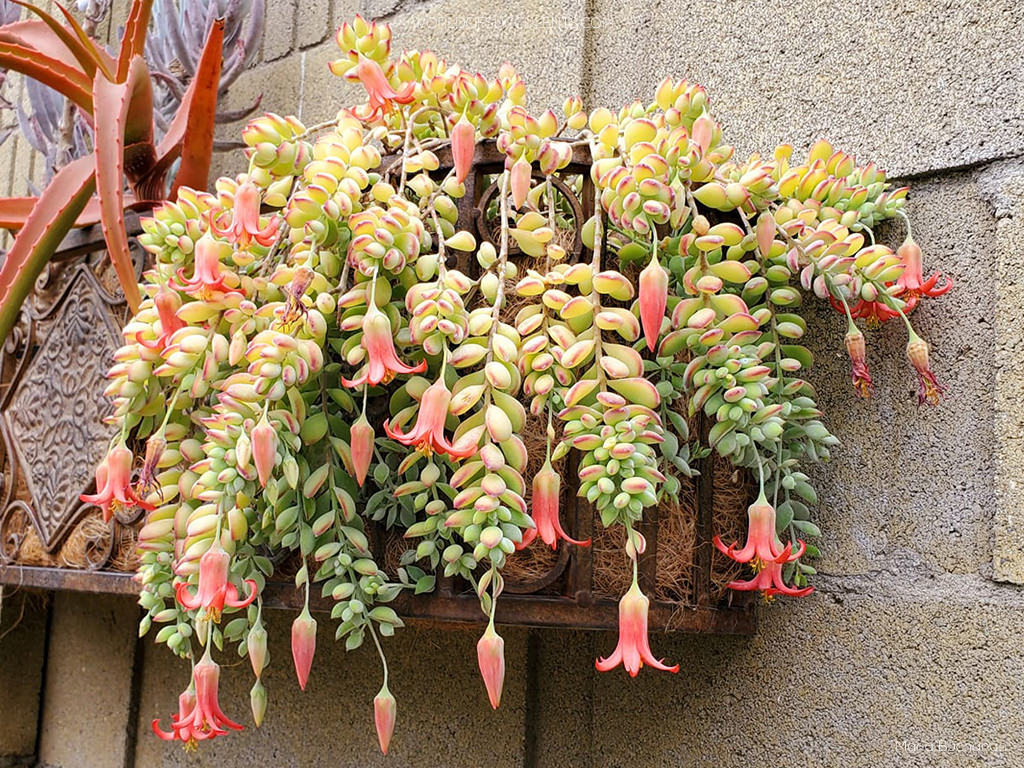 Cotyledon pendens (Cliff Cotyledon) - World of Succulents