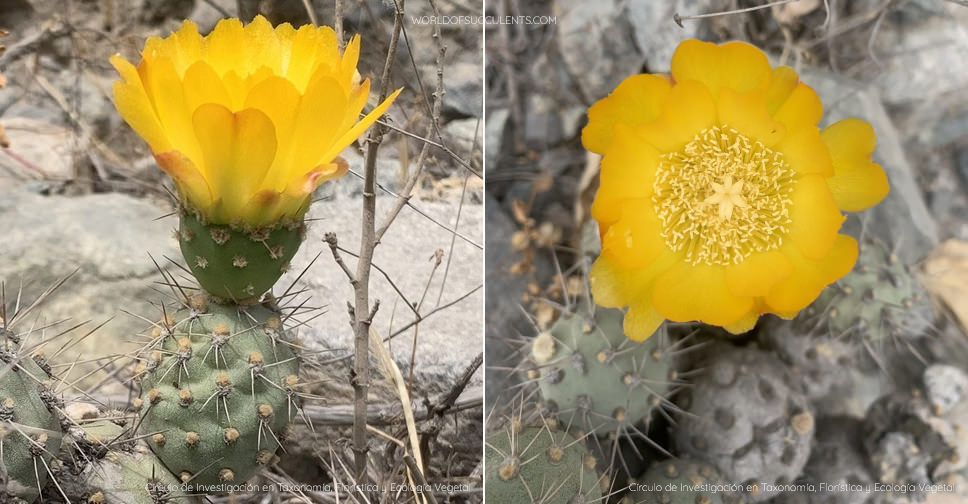cumulopuntia-sphaerica-world-of-succulents