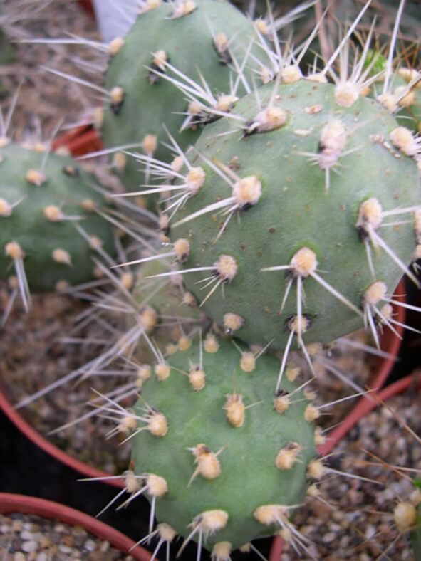 Cumulopuntia sphaerica