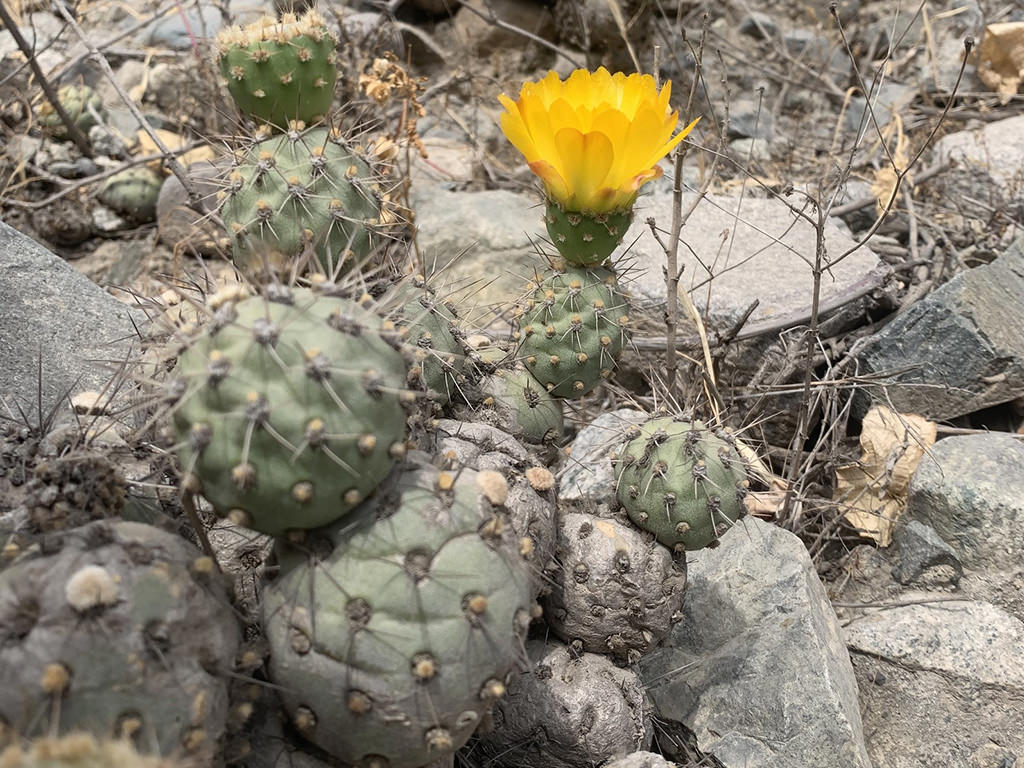 Cumulopuntia sphaerica