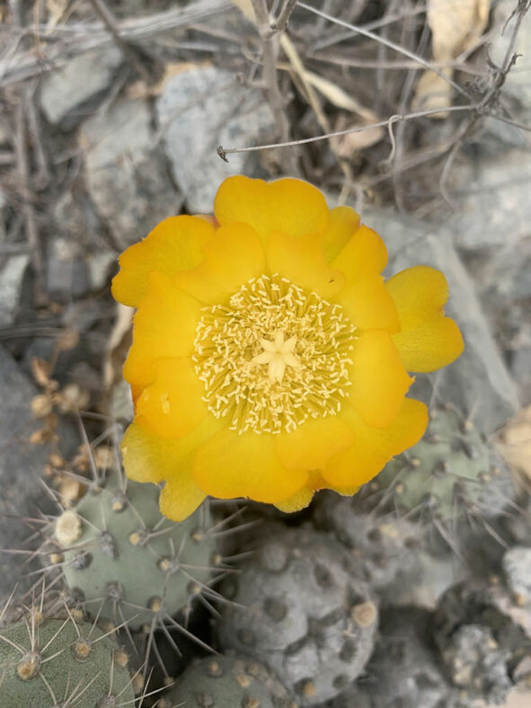 Cumulopuntia sphaerica