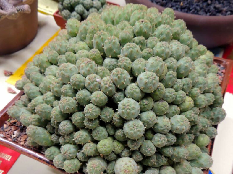 A large clump of Cumulopuntia subterranea aka Puna subterranea or Maihueniopsis subterranea