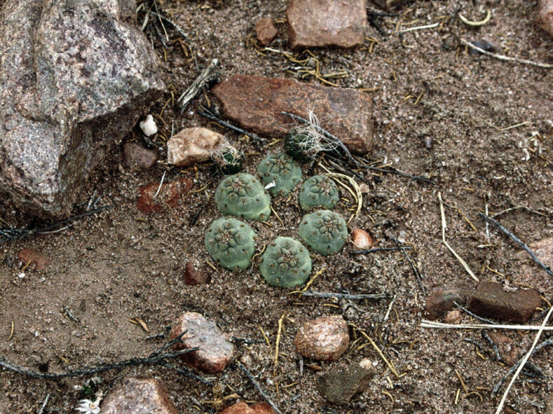 Stems mostly buried below the surface of the soil. Cumulopuntia subterranea aka Puna subterranea or Maihueniopsis subterranea