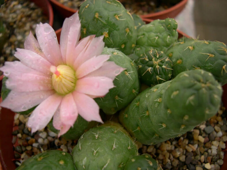 A pale pink flower of Cumulopuntia subterranea aka Puna subterranea or Maihueniopsis subterranea