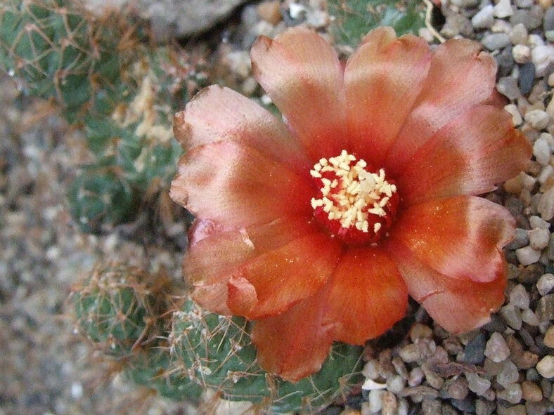 A brownish-red flower of Cumulopuntia subterranea aka Puna subterranea or Maihueniopsis subterranea