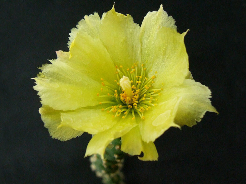 Flower of Cylindropuntia tesajo (Tesajo Cholla)