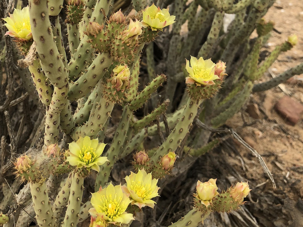 Cylindropuntia tesajo (Tesajo Cholla) in bloom