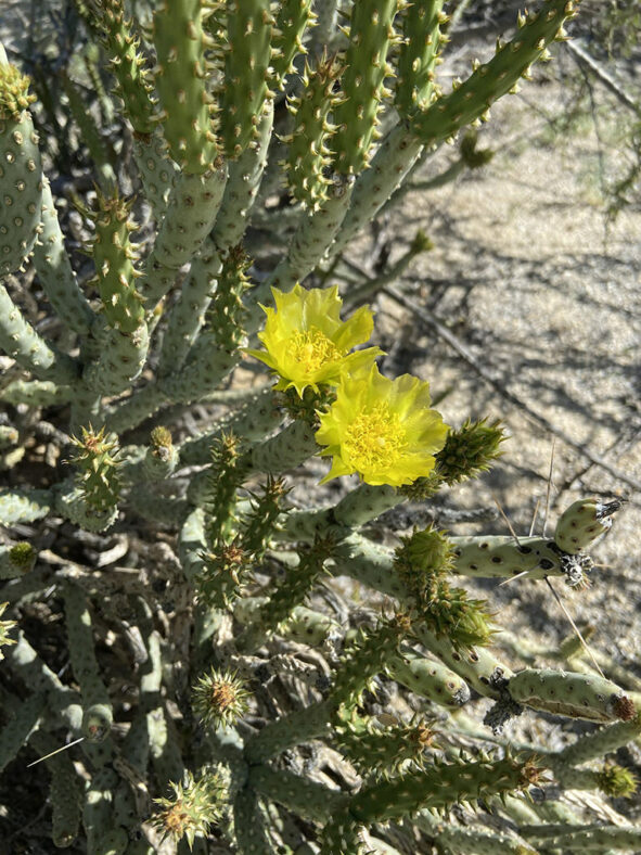 Cylindropuntia tesajo (Tesajo Cholla) in bloom