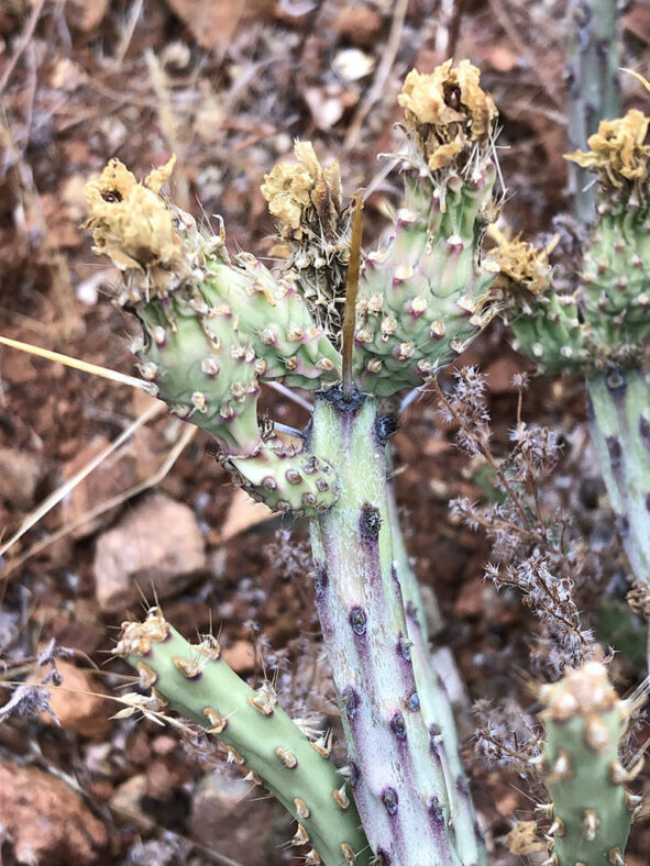 Fruits of Cylindropuntia tesajo (Tesajo Cholla)