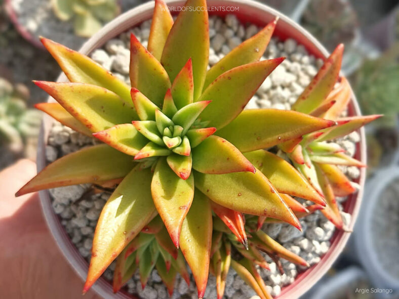 Echeveria 'Martin' aka Echeveria 'Martin's Hybrid' or Echeveria agavoides 'Martin' or Echeveria agavoides 'Martin's Hybrid'