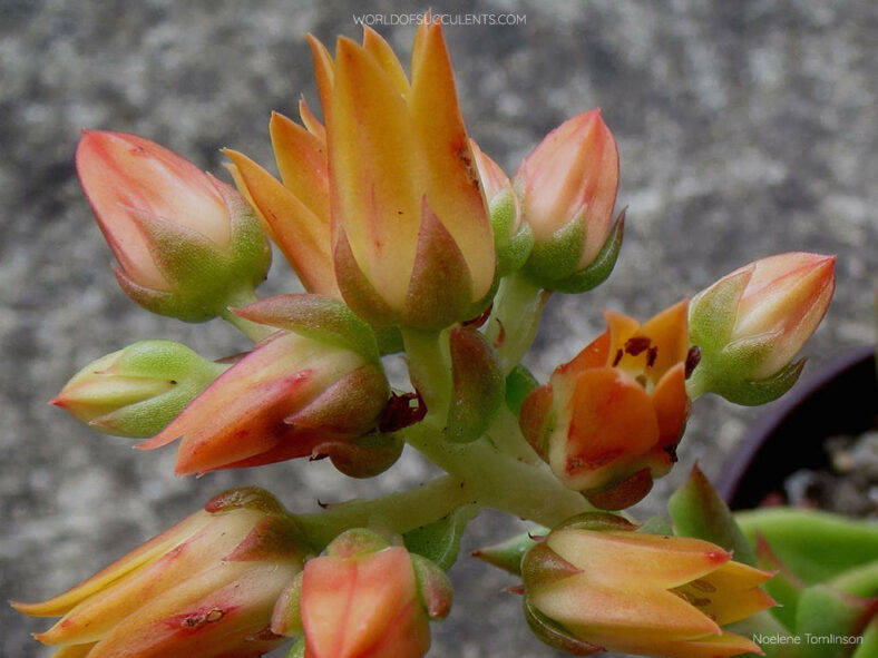 Flowers of Echeveria 'Martin' aka Echeveria 'Martin's Hybrid' or Echeveria agavoides 'Martin' or Echeveria agavoides 'Martin's Hybrid'