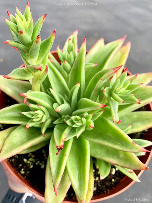 Echeveria 'Martin' aka Echeveria 'Martin's Hybrid' or Echeveria agavoides 'Martin' or Echeveria agavoides 'Martin's Hybrid'