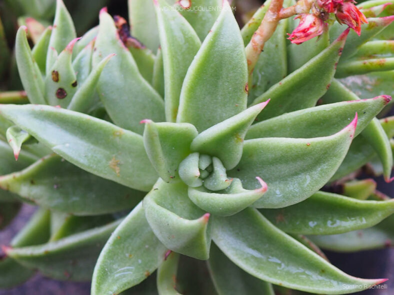 Echeveria 'Martin' aka Echeveria 'Martin's Hybrid' or Echeveria agavoides 'Martin' or Echeveria agavoides 'Martin's Hybrid'