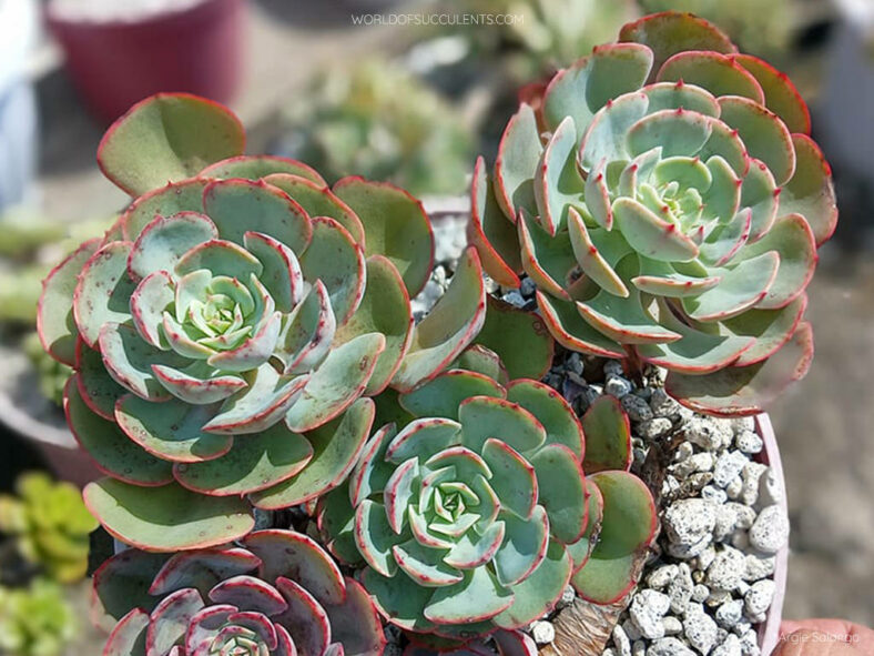 Echeveria 'Muesli'