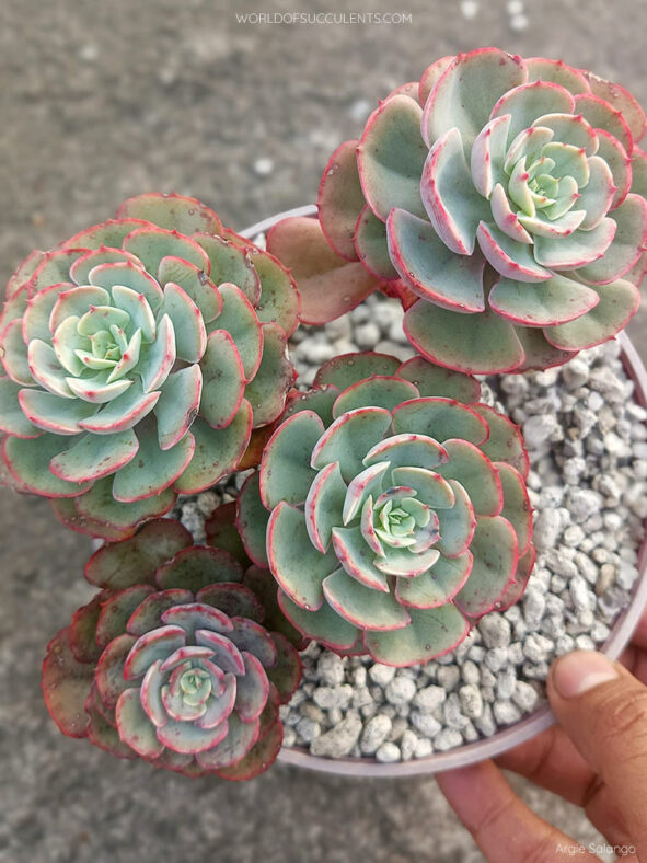 Echeveria 'Muesli'