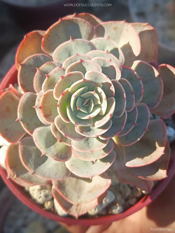 Echeveria 'Muesli'