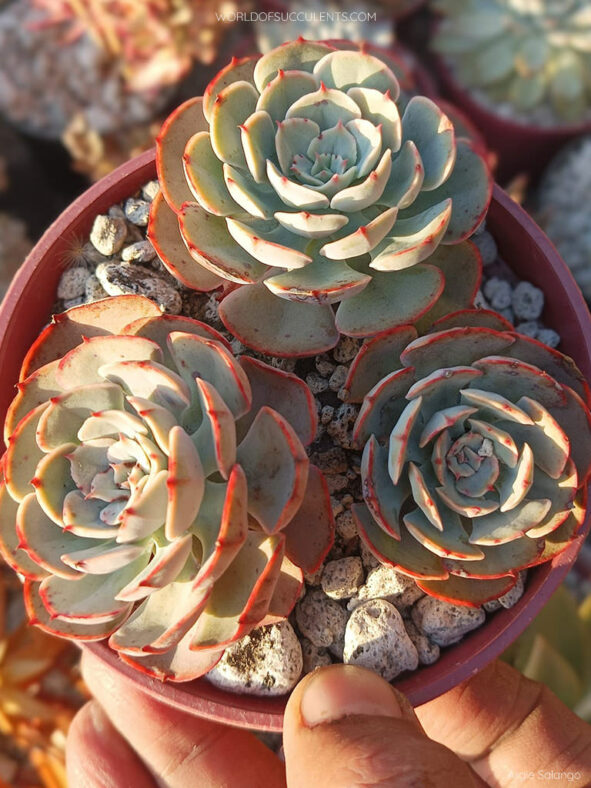 Echeveria 'Muesli'