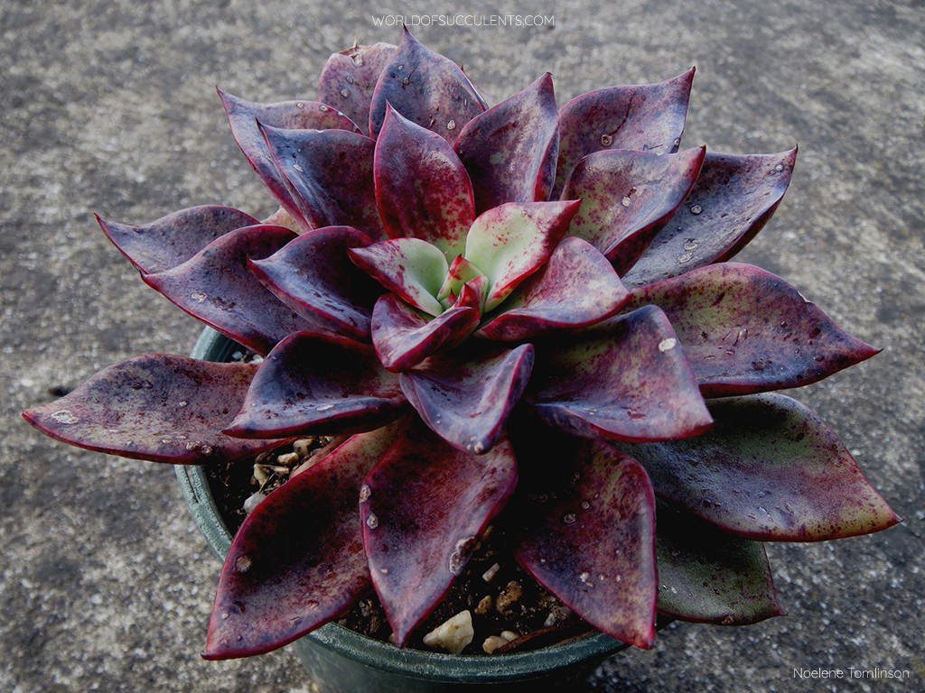 Winter colors of Echeveria 'Riga'