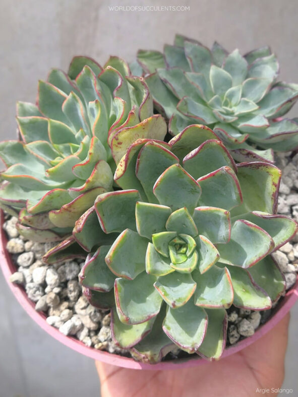 Echeveria 'Riga'