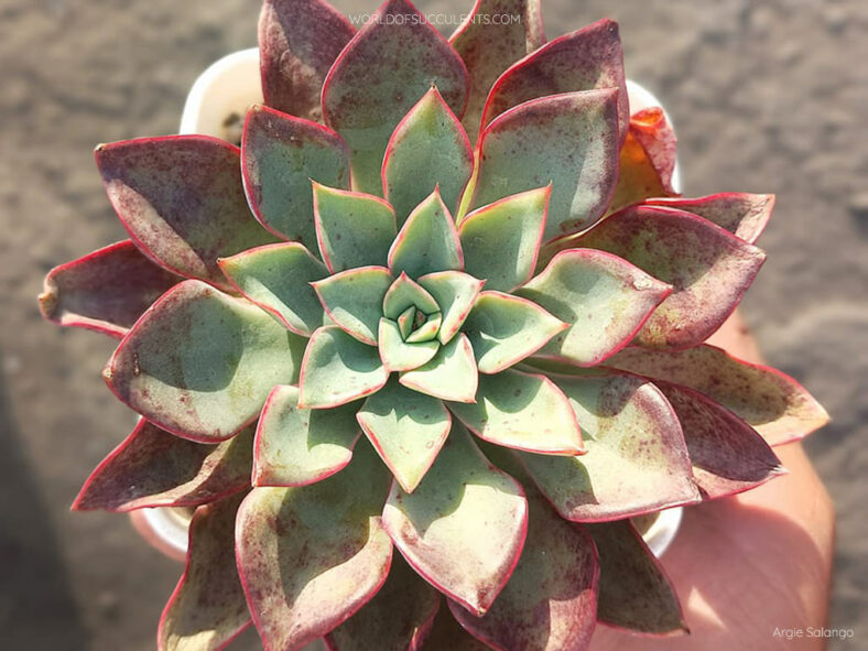 Echeveria 'Riga'