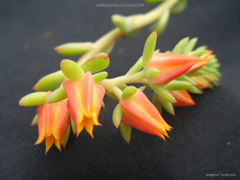 Flowers of Echeveria 'Riga'