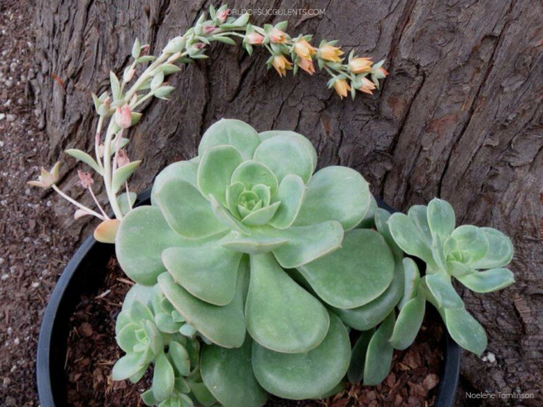 Echeveria 'Semnan' in bloom