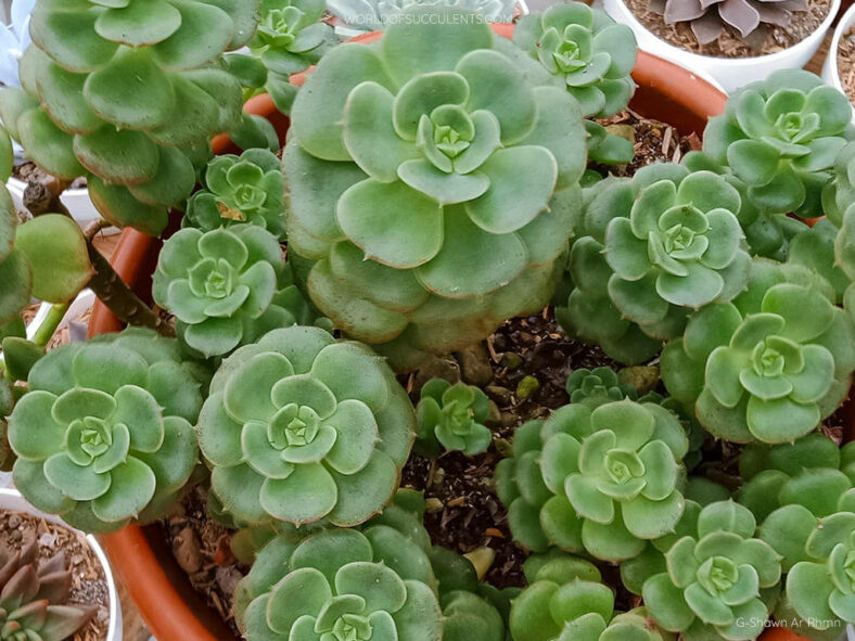 Echeveria 'Semnan'