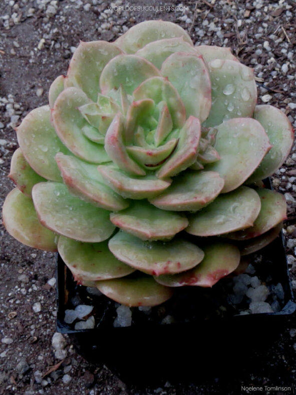 Echeveria 'Semnan'