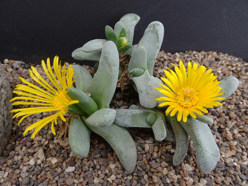 Glottiphyllum oligocarpum, commonly known as Tongue Plant