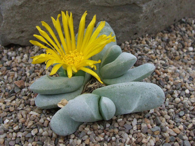 Glottiphyllum oligocarpum, commonly known as Tongue Plant