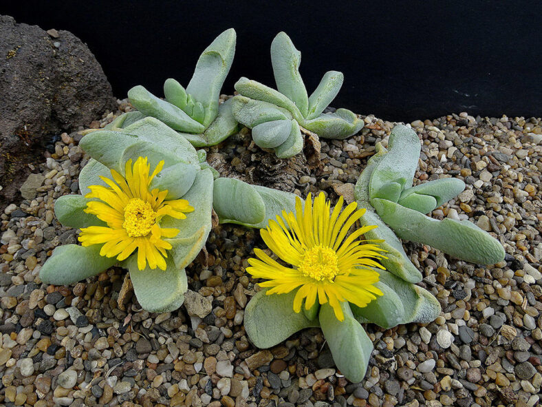 Glottiphyllum oligocarpum, commonly known as Tongue Plant