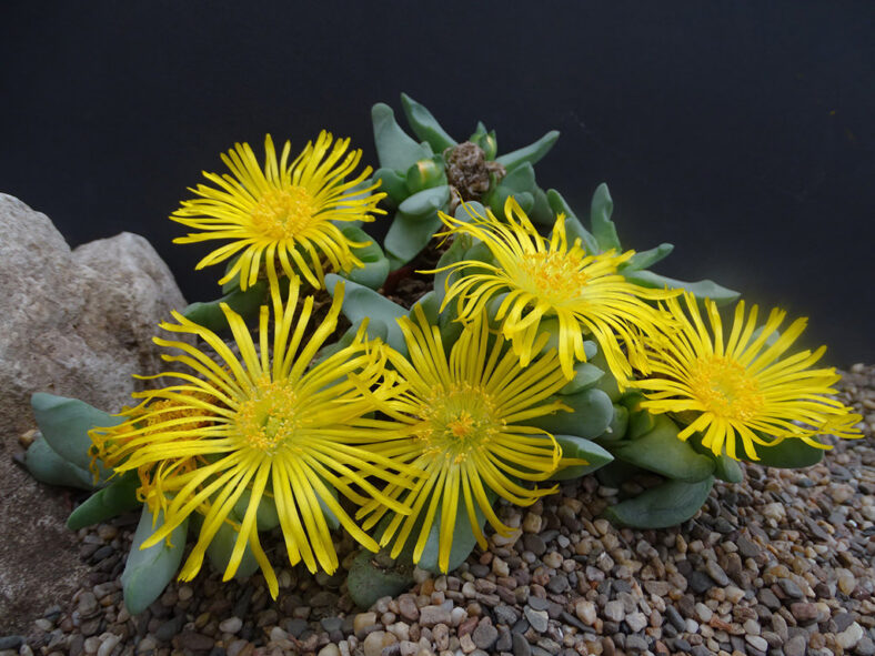 Glottiphyllum oligocarpum, commonly known as Tongue Plant