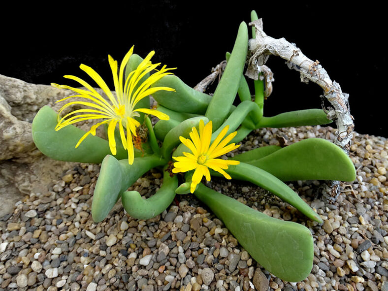 Glottiphyllum regium (Royal Tonguefig)