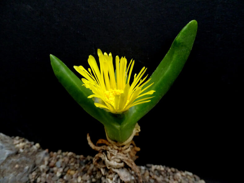 Glottiphyllum regium (Royal Tonguefig)