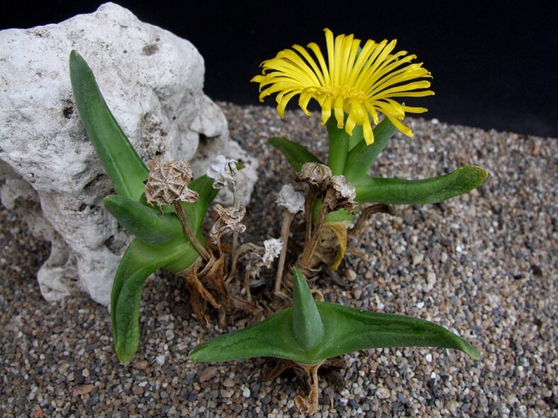 Glottiphyllum regium (Royal Tonguefig)