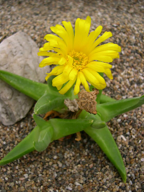 Glottiphyllum regium (Royal Tonguefig)