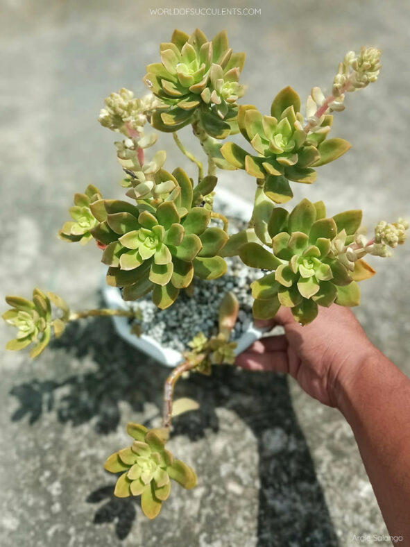 Graptosedum 'Giselle'