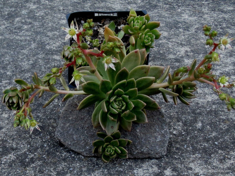 Graptosedum 'Giselle'