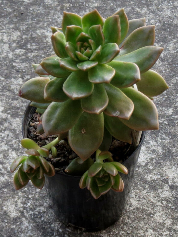 Graptosedum 'Giselle'