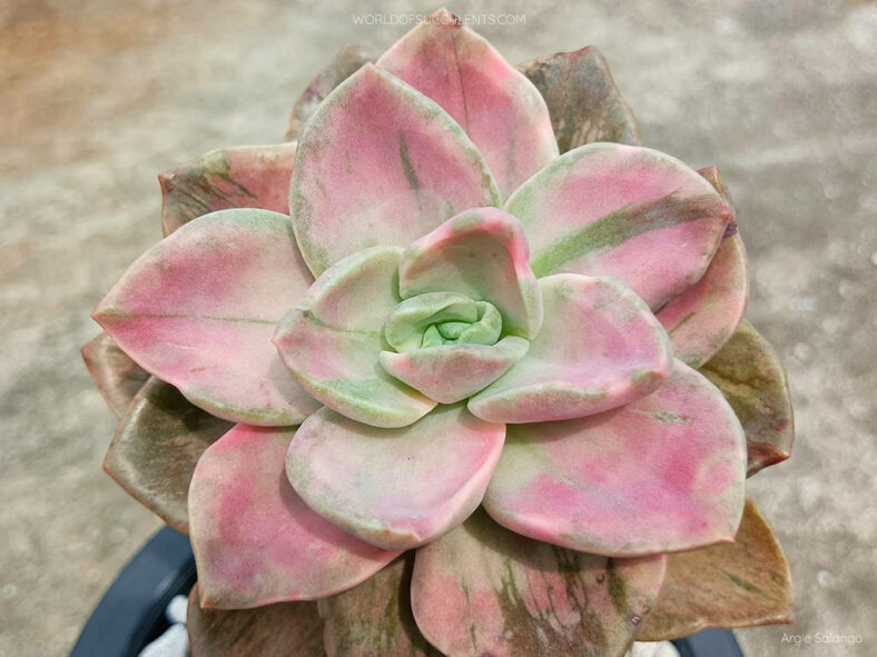 Graptoveria 'Albert Baynes Variegata'