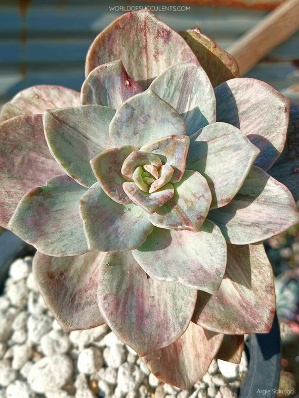 Graptoveria 'Albert Baynes Variegata'