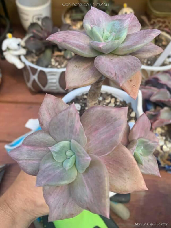 Graptoveria 'Albert Baynes Variegata'