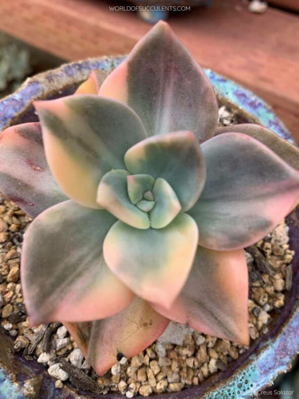 Graptoveria 'Albert Baynes Variegata'