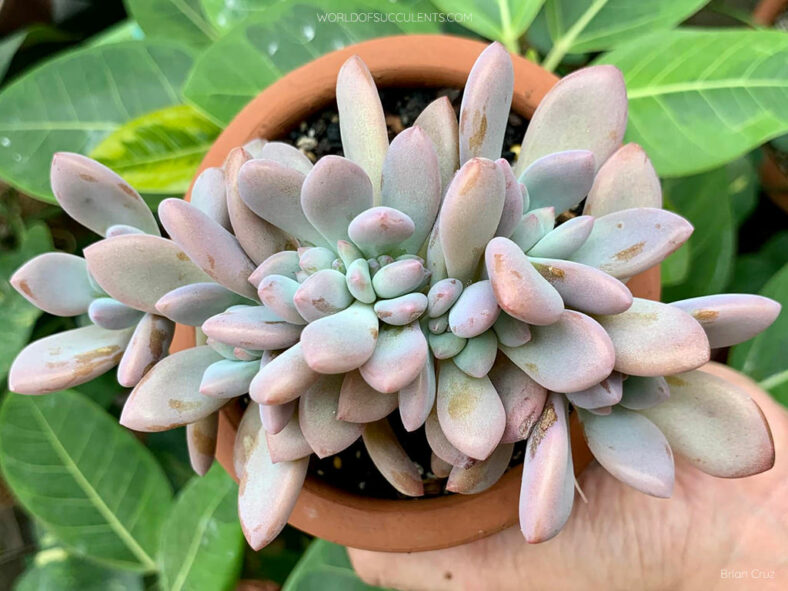 Graptoveria 'Opalina Cristata'