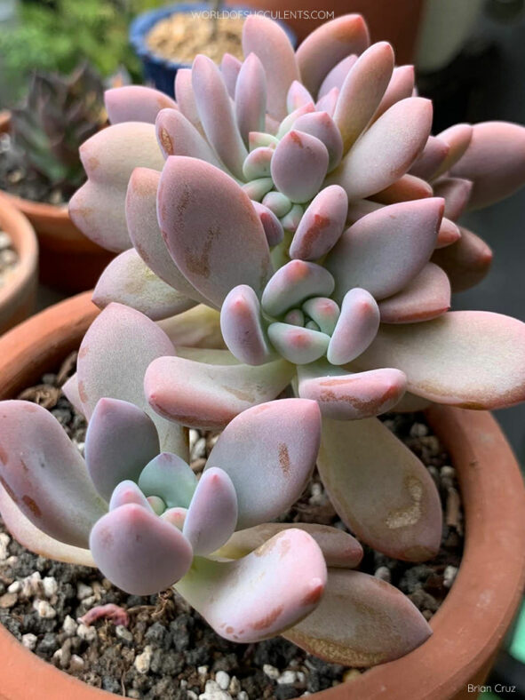 Graptoveria 'Opalina Cristata'